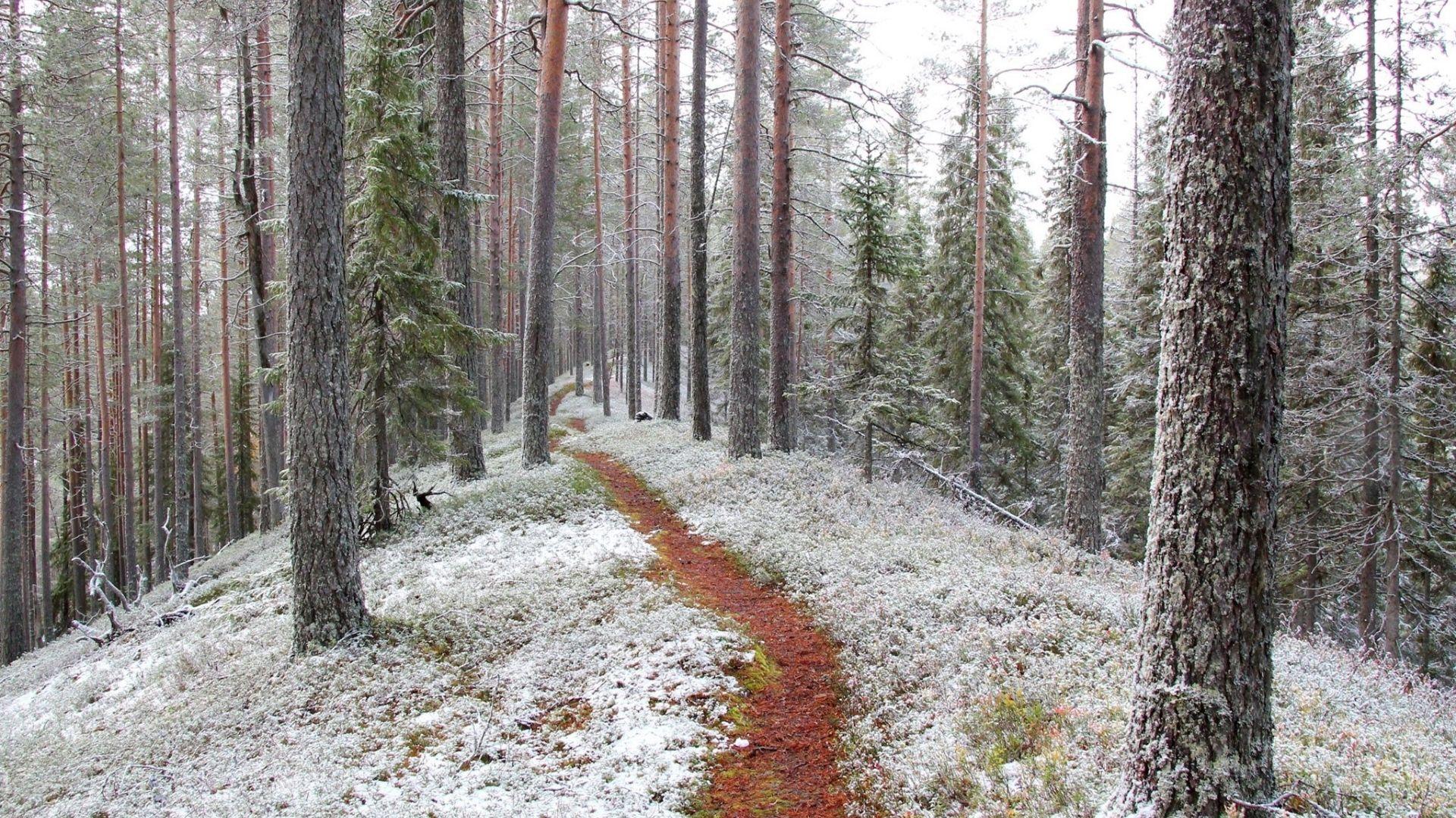 Jäsenmaksu 2025